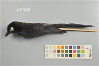 藏品(大卷尾)的圖片